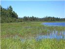 Northern Wild Rice bed in Minnesota lake.
